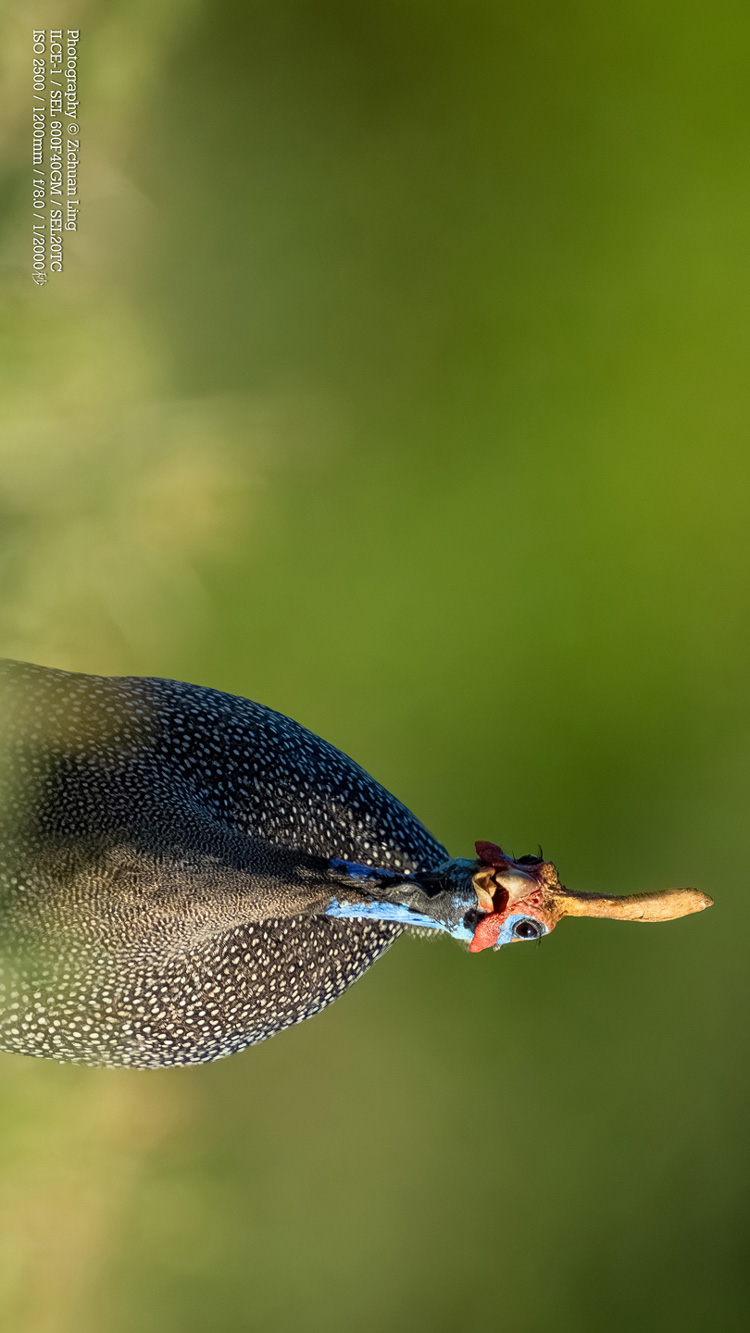 lzc_bird_7
